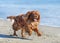 Running cavalier king charles