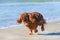 Running cavalier king charles