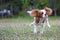 Running cavalier king charles spaniel puppy from front