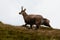 Running chamois in fog in Tatra mountains