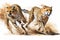 Running Cheetahs watercolor, Beautiful Animal in Wildlife. Isolate on white background