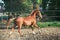 Running  chestnut beautiful Marwari mare in paddock. India