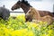 Running chestnut foal with herd  in yellow flowers  blossom paddock