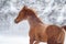 Running chestnut horse winter portrait
