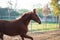 Running  chestnut Marwari mare in paddock. India