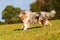 Running collie dog