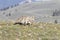 Running coyote on grass with mountain in background