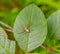 Running crab spider on green leaf