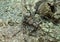 Running-crab spider, Philodromus margaritatus camouflaged on bark