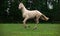 Running creamello purebred akhalteke stallion in paddock