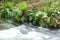 Running Creek in High Country