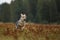 Running cub of Eurasian wolf in autumn meadow - Canis lupus