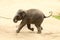 Running cub of Indian elephant