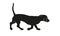 Running dachshund puppy. Black dog silhouette. Wiener dog or sausage dog. Pet animals. Isolated on a white background