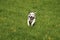 Running dalmatian dog