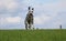 Running dalmatian dog