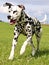 Running dalmatian dog