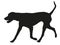 Running dalmatian dog puppy. Black dog silhouette. Pet animals. Isolated on a white background.