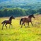 Running dark bay horses