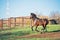 Running dark bay sportive welsh pony stallion in paddock