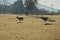 Running deers in Nara Park, Park, Japan