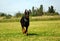 Running doberman