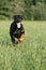 Running Doberman dog