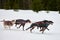 Running Doberman dog on sled dog racing