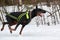 Running Doberman dog on sled dog racing