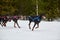 Running Doberman dog on sled dog racing