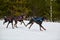 Running Doberman dog on sled dog racing