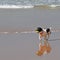 Running dog on beach reflected in sand