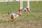 Running dog on its course in agility competition