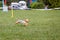 Running dog on its course in agility competition