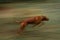 Running dog. long exposure. Rhodesian Ridgeback