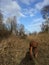 Running dog rhodesian ridgeback