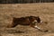 Running dog side view. Puppy of Australian Shepherd red tricolor runs through field with dry grass. Aussie is beautiful active