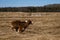 Running dog side view. Puppy of Australian Shepherd red tricolor runs through field with dry grass. Aussie is beautiful active