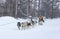 Running dog sledge team Kamchatka musher