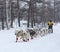 Running dog sledge team Kamchatka musher