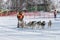 Running dog sledge team Kamchatka musher