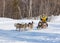 Running dog sledge team Kamchatka musher