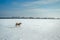 Running dog on winter field