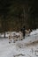 Running with dogs for endurance and long distance competitions. January 24, 2023 Moscow Russia. Musher man on sled with