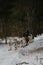 Running with dogs for endurance and long distance competitions. January 24, 2023 Moscow Russia. Musher man on sled with