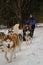 Running with dogs for endurance and long distance competitions. January 24, 2023 Moscow Russia. Musher woman stands on