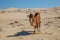 Running domestic brown bactrian two-humped camel in desert of Kazakhstan