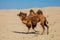 Running domestic brown bactrian two-humped camel in desert of Kazakhstan