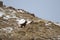 Running down the slope Ibex. Goat in the mountains of Tien Shan