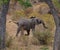 Running Elephant